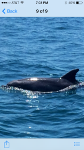Dolphin pic - Copy